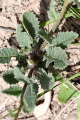 Erucastrum strigosum