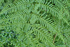 Pteris dentata