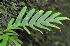 Pleopeltis pleopeltifolia