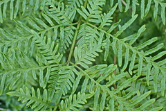 Pteris dentata