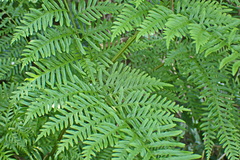Pteris dentata