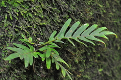Pleopeltis pleopeltifolia