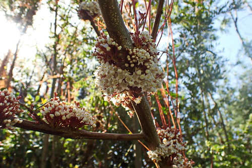 Image of Cuscuta africana by no rights reserved