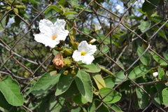 Cordia boissieri