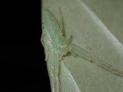 Oxytate virens