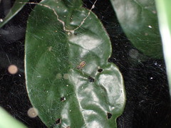 Prosoponoides sinense