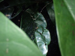 Prosoponoides sinense