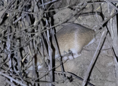 Gerbilliscus nigricaudus