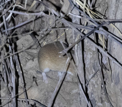 Gerbilliscus nigricaudus