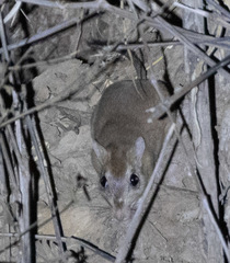 Gerbilliscus nigricaudus