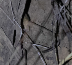 Gerbilliscus nigricaudus