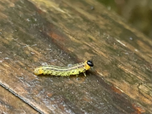 Nematus papillosus