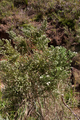 Aspalathus cephalotes cephalotes