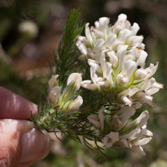 Aspalathus cephalotes cephalotes