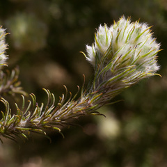 Aspalathus cephalotes cephalotes