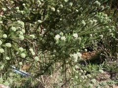 Aspalathus cephalotes cephalotes