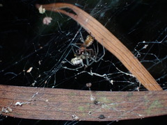 Prosoponoides sinense