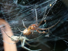 Prosoponoides sinense