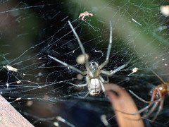 Prosoponoides sinense