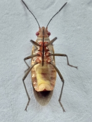 Boisea fulcrata