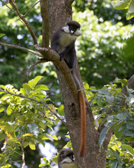 Cercopithecus ascanius schmidti