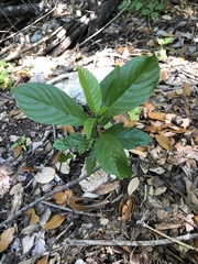 Frangula caroliniana