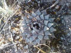 Ariocarpus retusus retusus