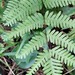 Pteris pseudowulaiensis - Photo (c) naturalist107708, some rights reserved (CC BY-NC), uploaded by naturalist107708