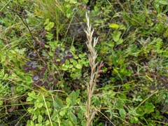 Helictochloa hookeri