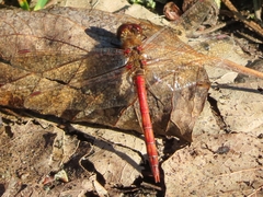 Sympetrum