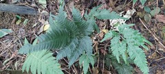 Pteris grevilleana