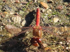 Sympetrum