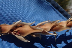 Elegia fistulosa