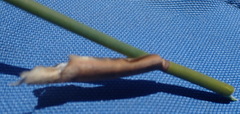 Elegia fistulosa