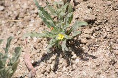 Camissoniopsis micrantha