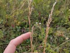 Helictochloa hookeri