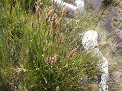 Elegia fistulosa
