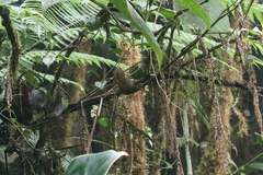 Cinnycerthia olivascens