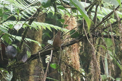 Cinnycerthia olivascens