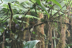 Cinnycerthia olivascens