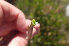Elegia fistulosa
