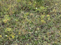 Helictochloa hookeri