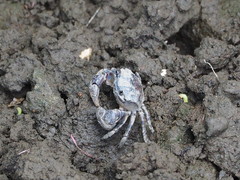 Pseudohelice subquadrata