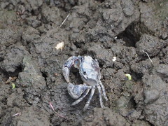 Pseudohelice subquadrata