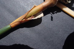 Elegia fistulosa