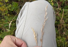 Helictochloa hookeri