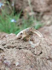 Cryptomys hottentotus