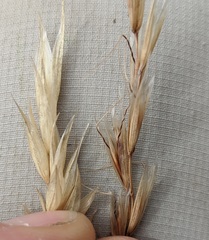 Helictochloa hookeri