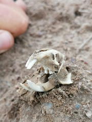 Cryptomys hottentotus