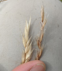 Helictochloa hookeri